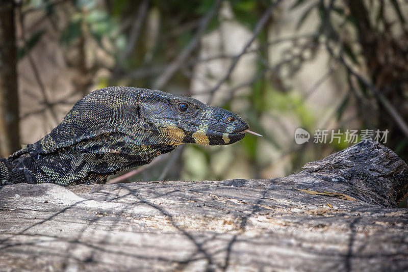 花边监视器巨蜥(Varanus varius)